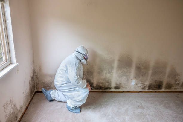Best Commercial Mold Removal  in Vermilion, OH