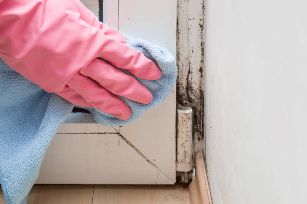 Best Residential Mold Removal  in Vermilion, OH