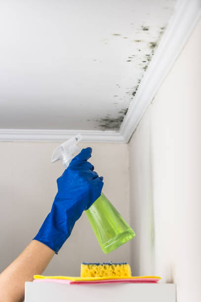 Best Fast Mold Removal  in Vermilion, OH